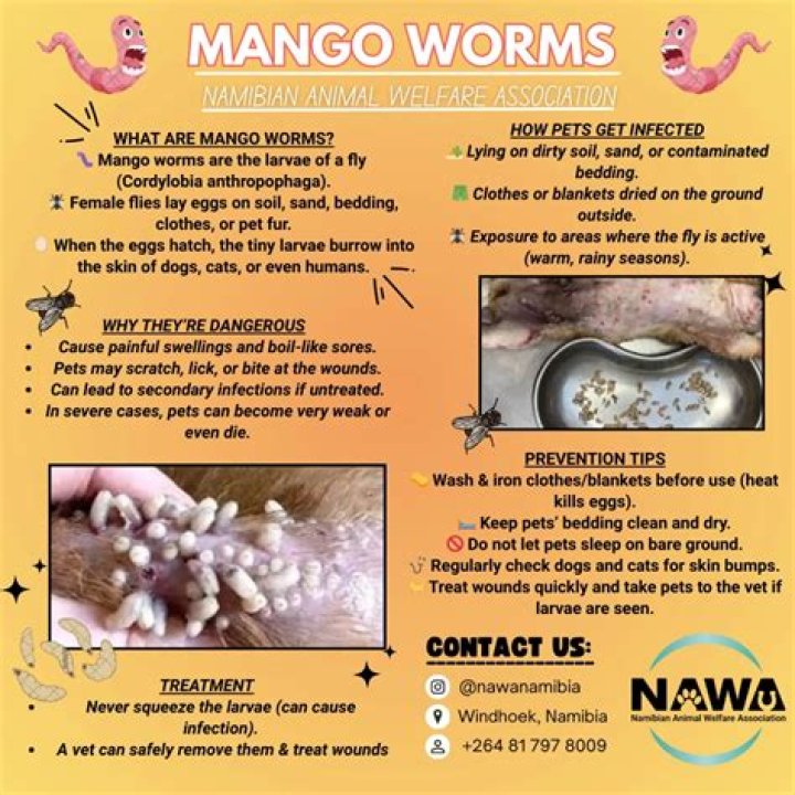 Do humans get mango worms?