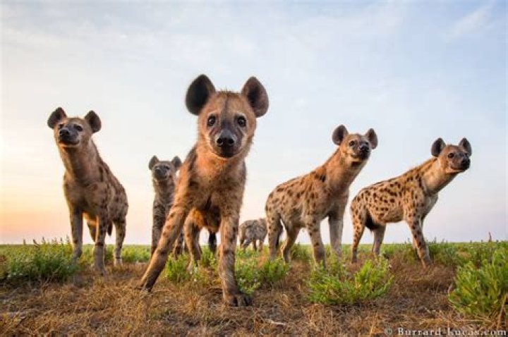 Do hyenas live in Texas?