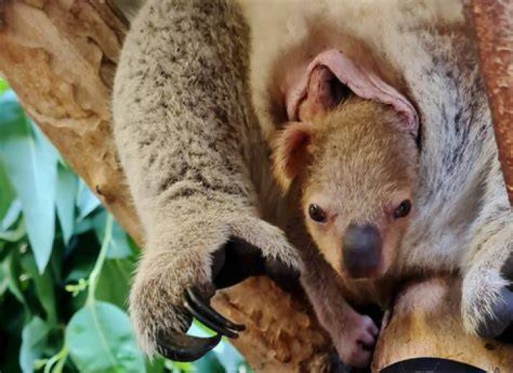 Do koalas have balls?