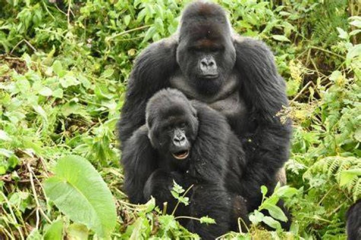 Do male gorillas mate with each other?