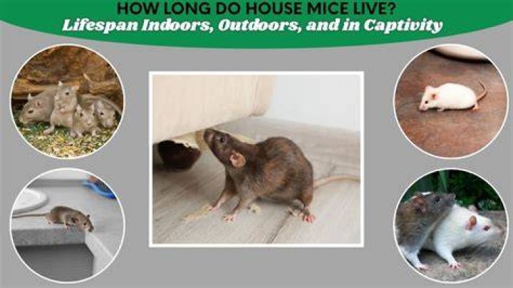Do mice live alone in houses?