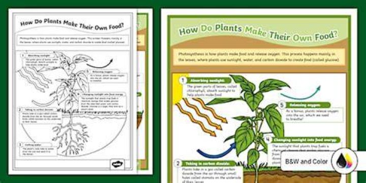 Do plants make their own food?
