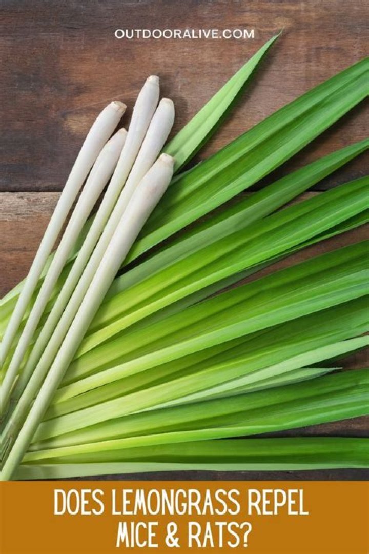 Do rats hate lemongrass?