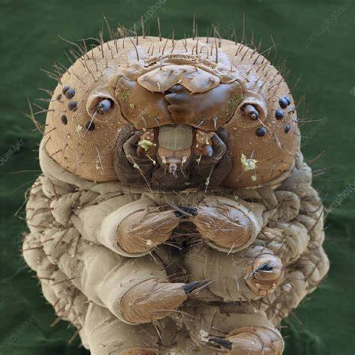 Do silkworms have eyes?