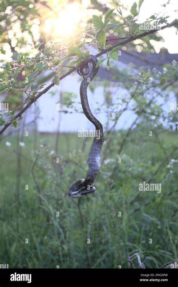 Do snakes hang from trees?