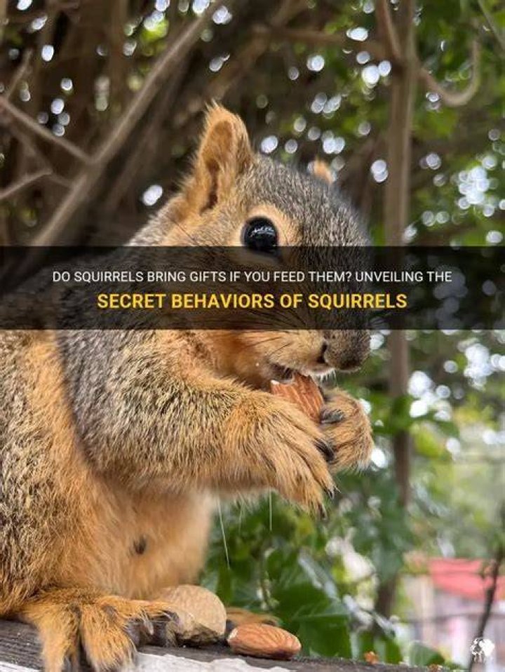 Do squirrels bring gifts?
