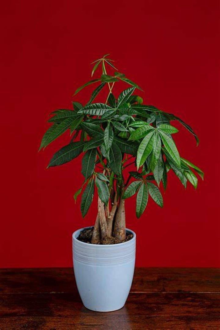 Does a money tree flower?
