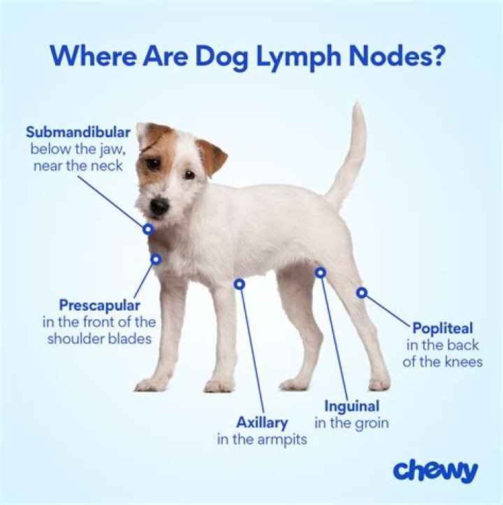 Does a PET scan show enlarged lymph nodes?