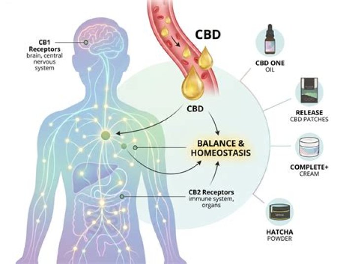 Does CBD help with gastroparesis?