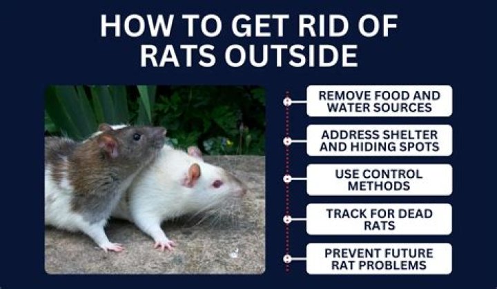 Does onion get rid of rats?