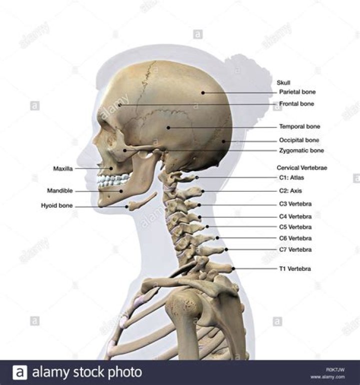 Does skull grow back?