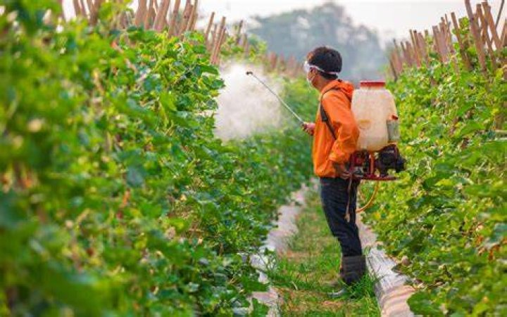 Does the Republic of Tea use pesticides?