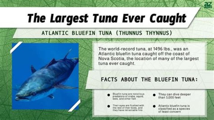 How big was the biggest tuna ever caught?