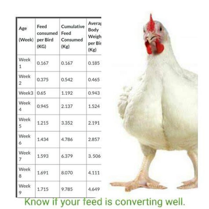 How can I add more protein to my chickens diet?