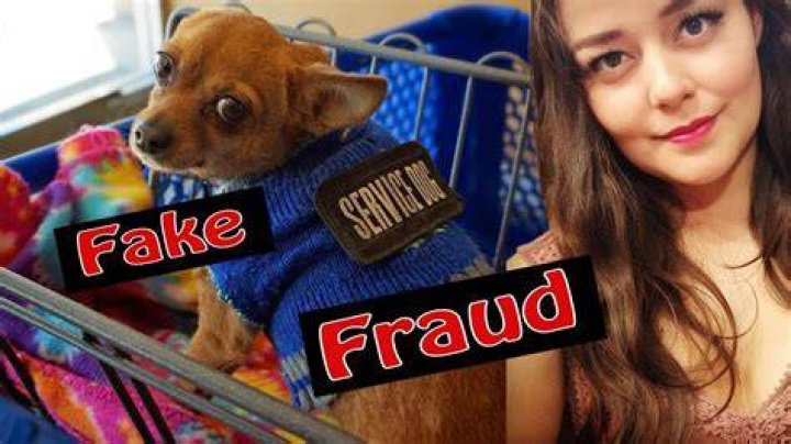 How can you tell a real service dog from a fake?