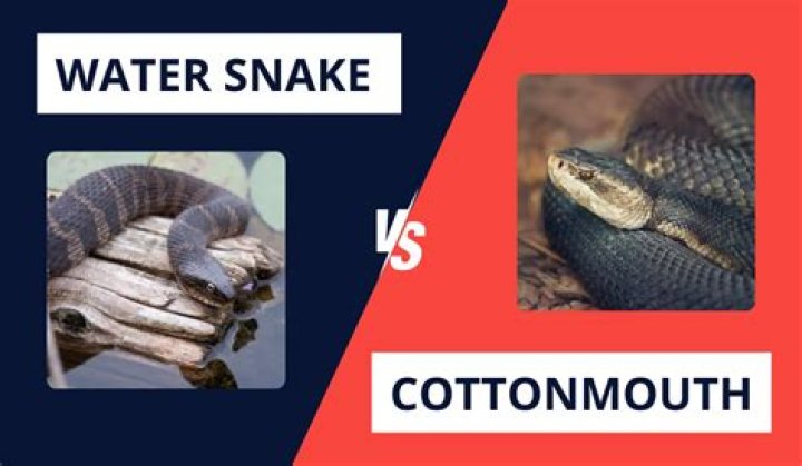 How can you tell a water moccasin from a water snake?