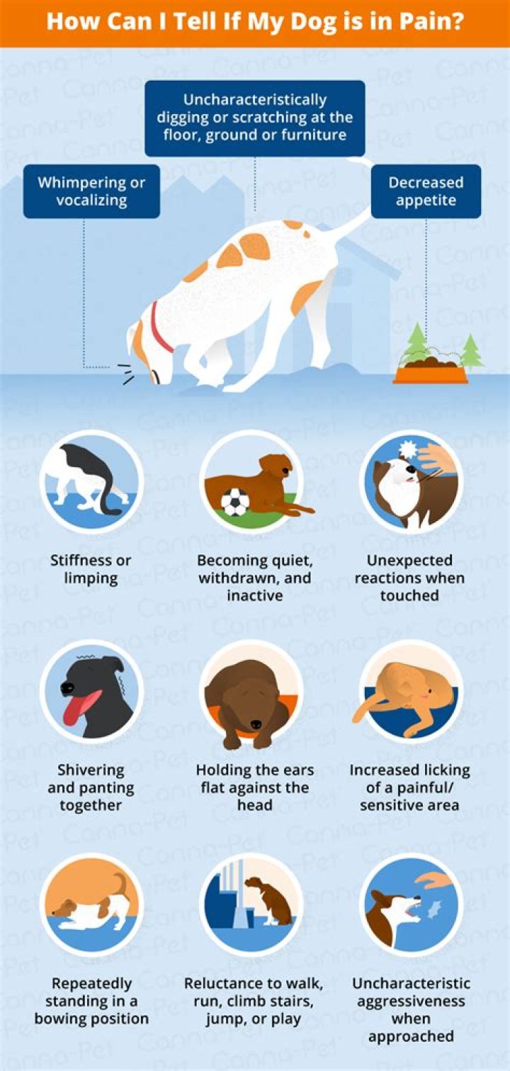 How can you tell if a dog is in pain?