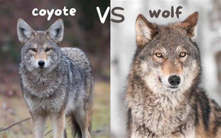 How close are coyotes when they howl?