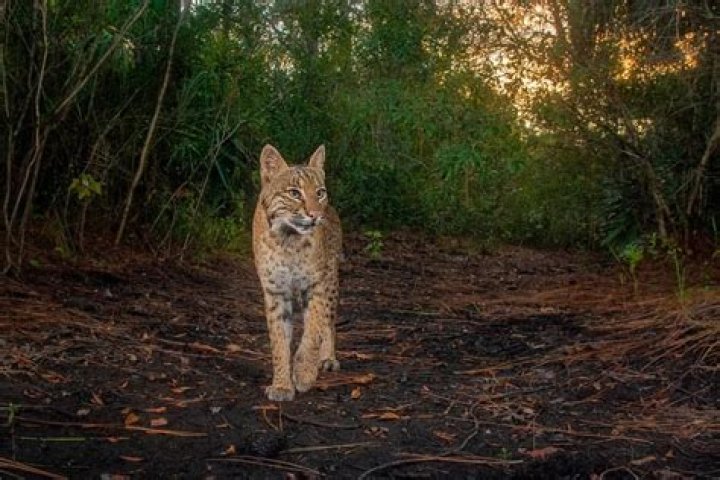 How do bobcats protect themselves from predators?