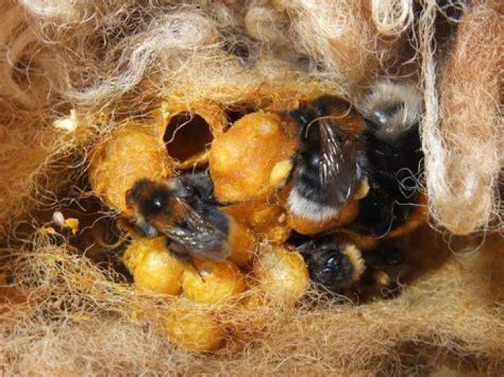 How do bumblebees warn you?