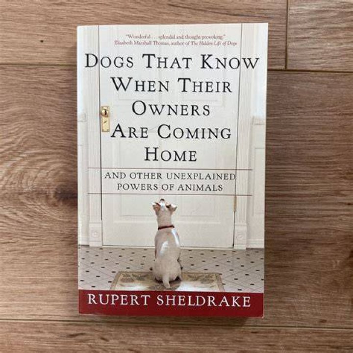 How do dogs know their owners are coming home?