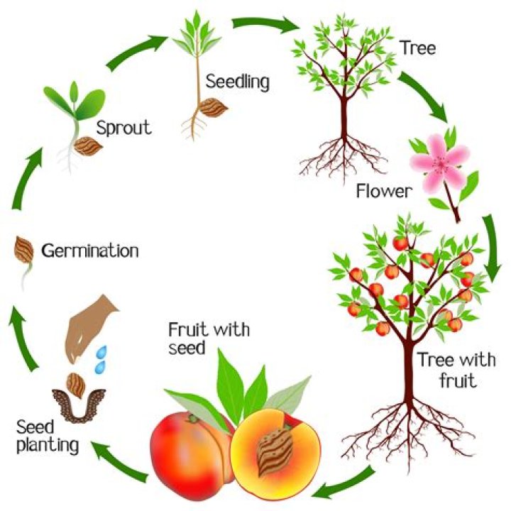 How do flowers grow?