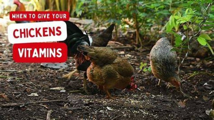How do I give chickens vitamins?