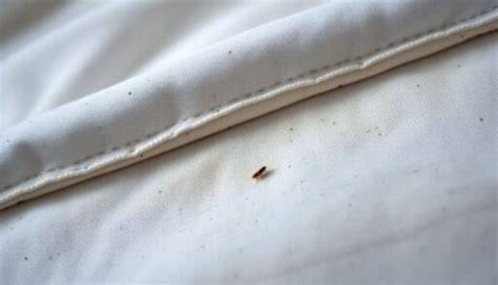 How do I know if my bed has fleas?