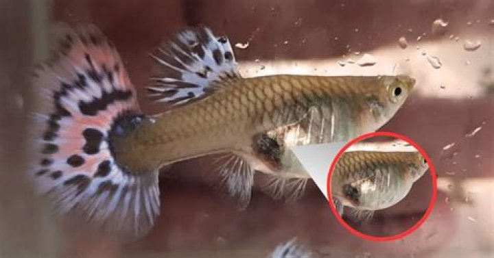 How do I know my guppy is in labor?