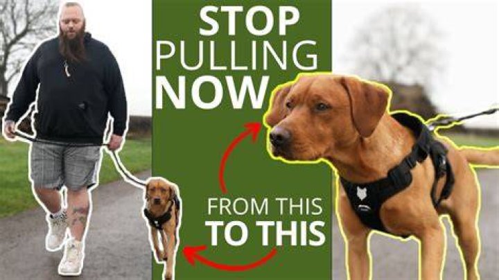 How do I stop my dog from walking in front of me?