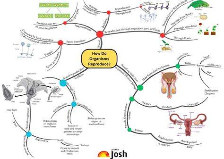 How do Klyntar reproduce?
