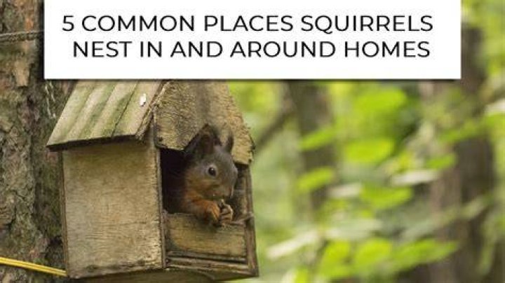 How do squirrels build their homes?