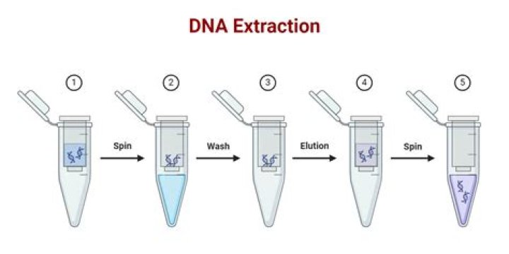 How do you get DNA out of your hair?