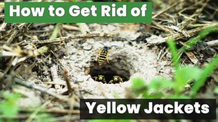How do you get rid of yellow jacket bees in the ground?