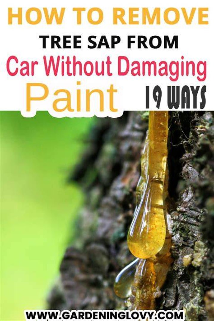 How do you get sap off your car without ruining paint?