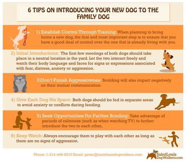 How do you introduce a new dog?