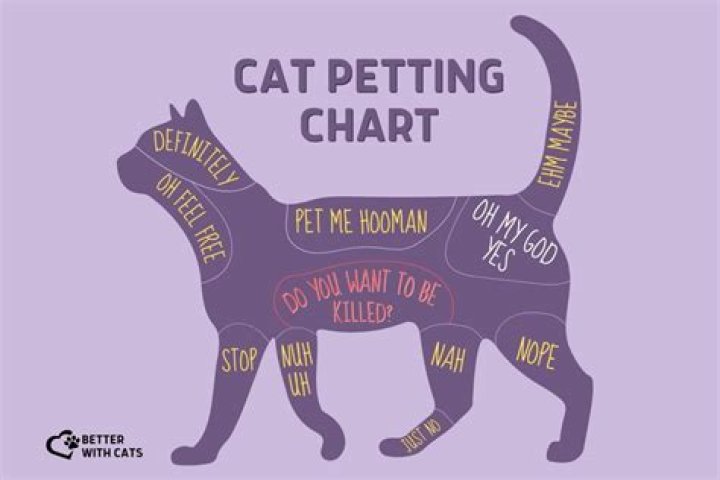 How do you pet a kitten?