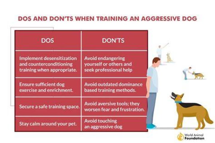 How do you scare an aggressive dog?