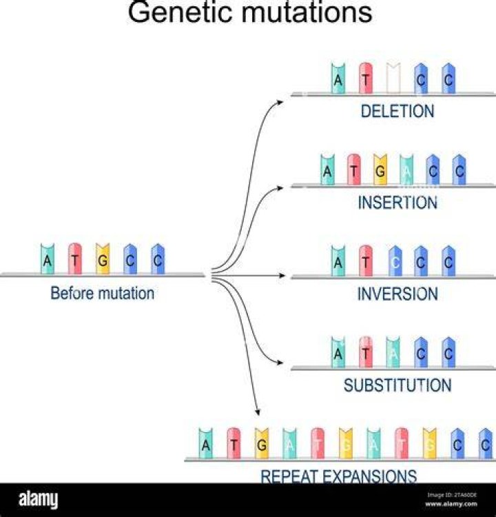How does a frameshift mutation affect protein production?