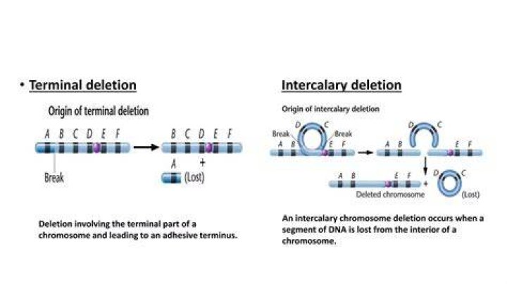 How does intercalary deletion occur?