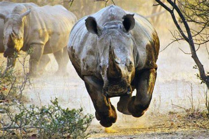 How fast is a rhino?
