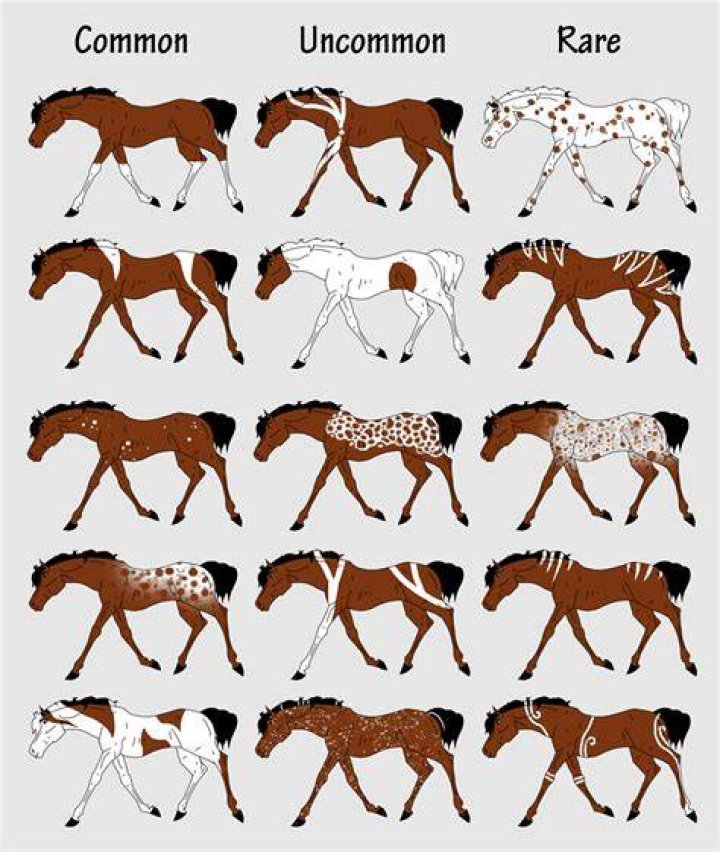 How long can a horse be left unattended?