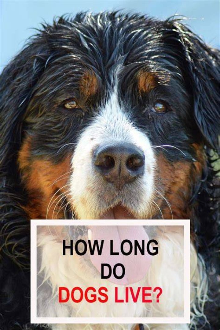 How long do street dogs live?