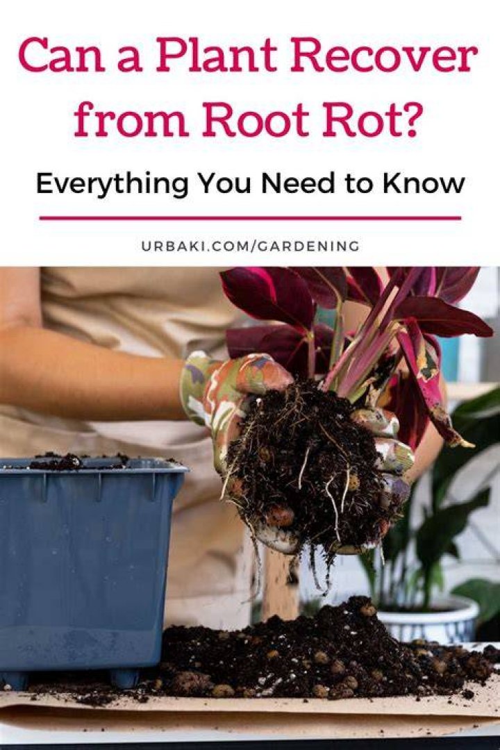How long does it take a plant to recover from root rot?