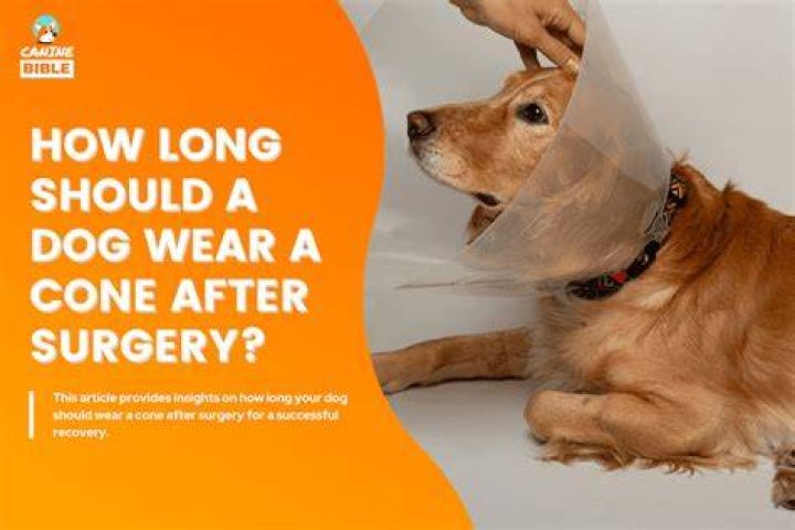 How long should a dog wear a cone after ear cropping?