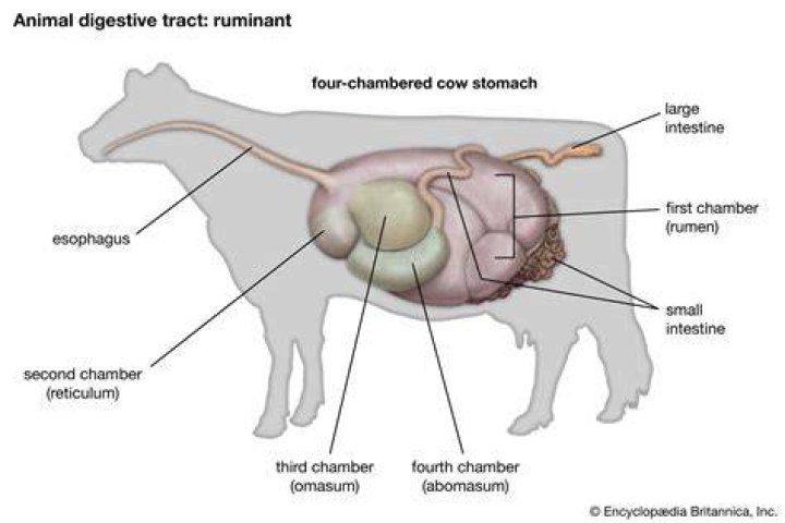 How many stomachs does a panda have?