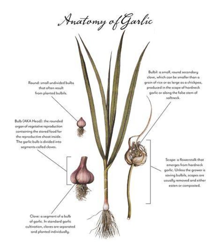 How much of the US garlic comes from China?