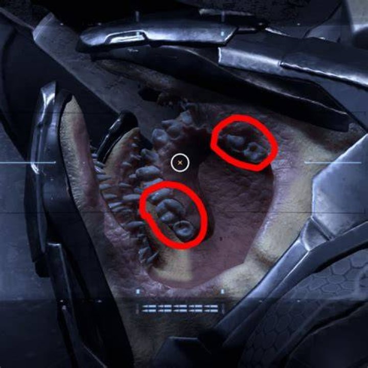 How old can Sangheili get?