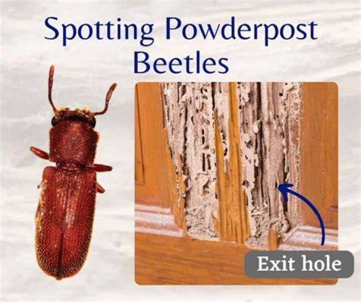 How serious are powder post beetles?
