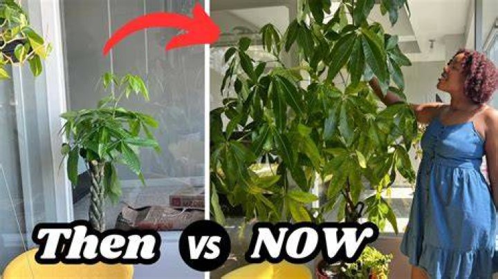 How tall will a money tree grow?